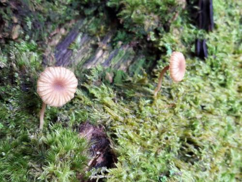Lichenomphalia umbellifera(傘形地衣臍菇)