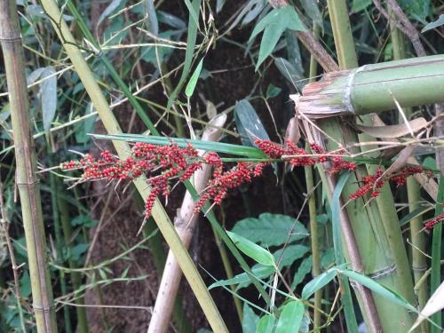 紅果薹