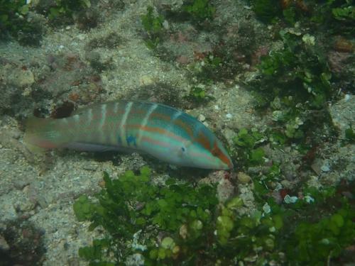 背斑盔魚 背斑盔魚