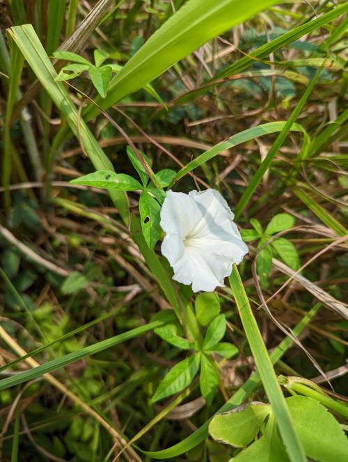 掌葉姬旋花 掌葉姬旋花