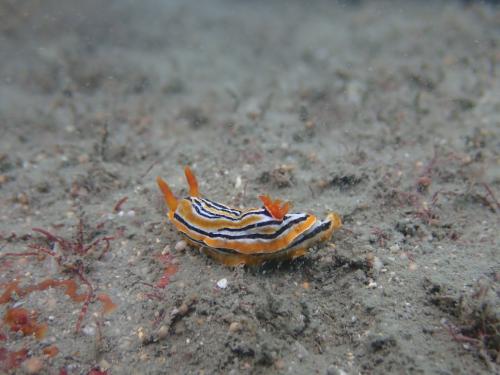 PA260950 Chromodoris colemani