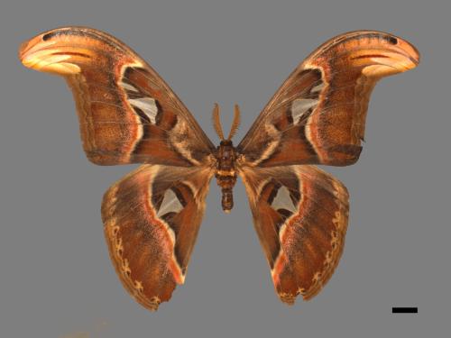 Attacus atlas formosanus[皇蛾][00016283]