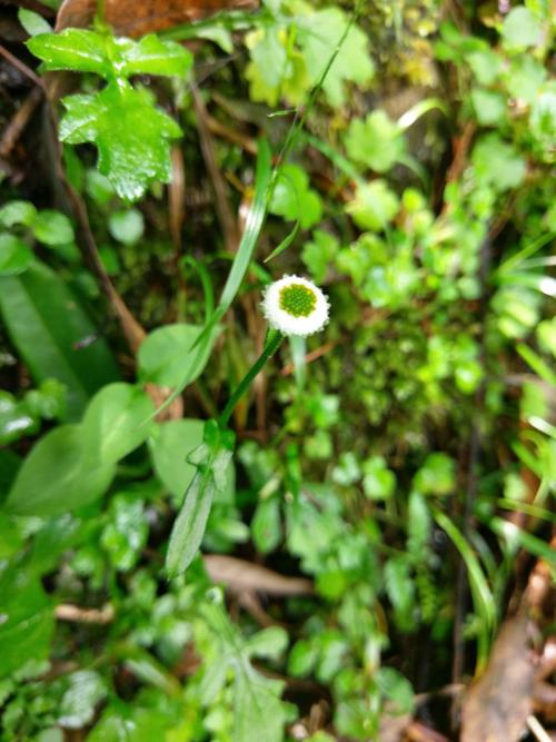 矮菊