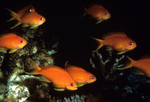 Pseudanthias squamipinnis@fishdb-media-5720
