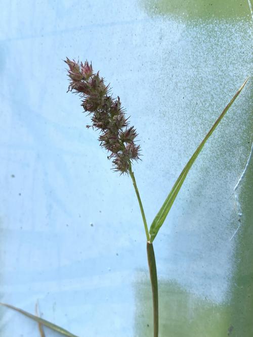 蒺藜草 (黐頭芒) 蒺藜草 (黐頭芒)