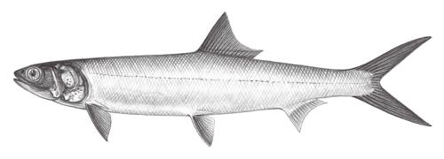 Elops machnata@Jheng0175 Elops machnata@Jheng0175