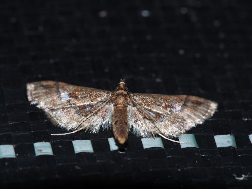 Ornate Hydriris Moth