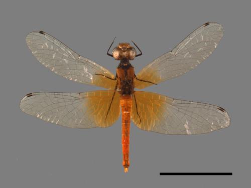 Nannophya pygmaea[小紅蜻蜓][00103600]