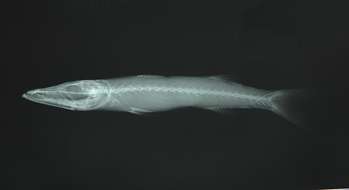 ASIZP0057621