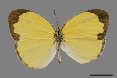 Eurema alitha esakii[江崎黃蝶][00015509]