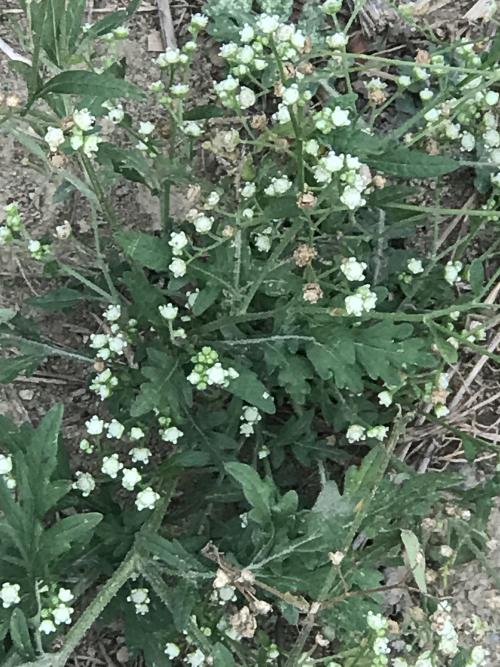銀膠菊