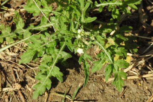 銀膠菊 銀膠菊