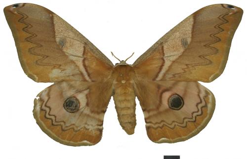 Caligula japonica arisana (Shiraki, 1913) Caligula japonica arisana (Shiraki, 1913)