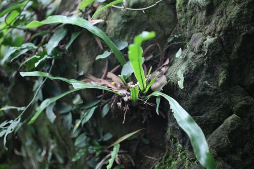 臺灣山蘇花 臺灣山蘇花