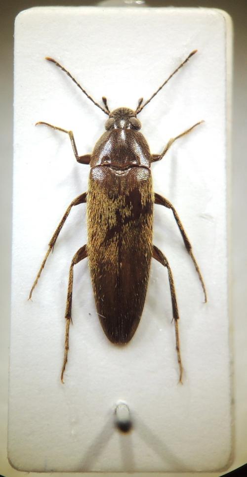 Synchroa formosana Hsiao, 2015 Synchroa formosana Hsiao, 2015