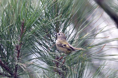 戴菊 戴菊