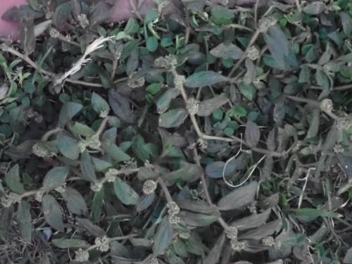飛揚草 飛揚草