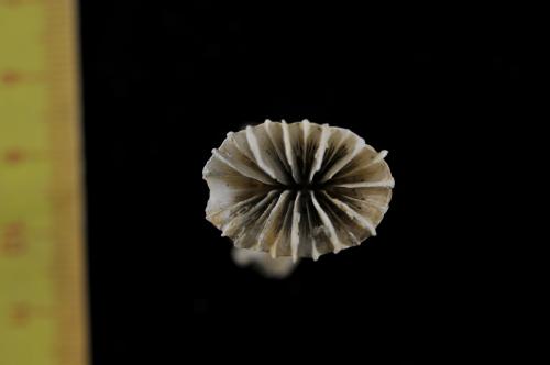 Javania insignis_DSC2244
