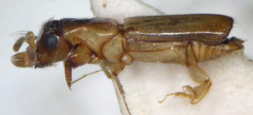 Diapus aculeatus Blandford, 1894 棘刺長小蠹