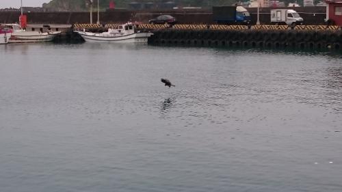 黑鳶 黑鳶