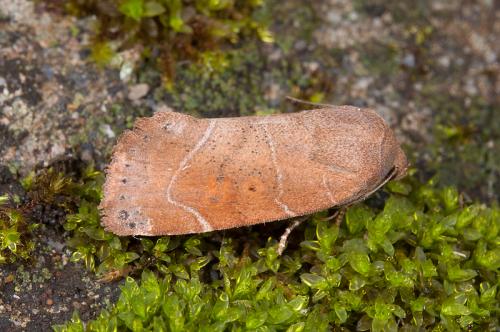 120709 南投 梅峰 02 Cosmia unicolor (Staudinger, 1892)_800px