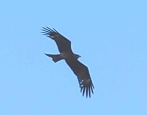 黑鳶 黑鳶