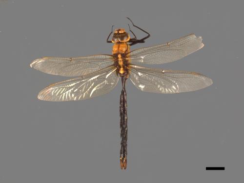 Anax nigrofasciatus nigrofasciatus[烏帶晏蜓][00103015]