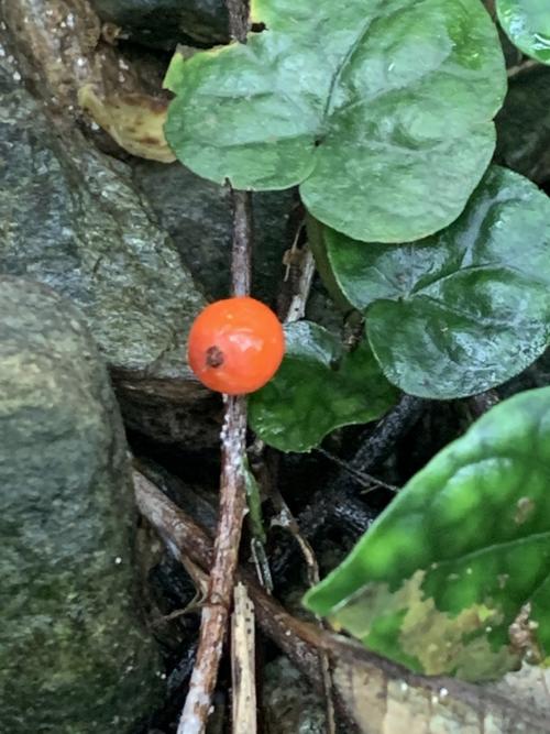苞花蔓