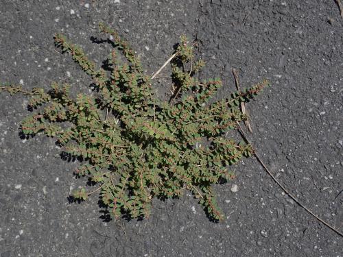 千根草
