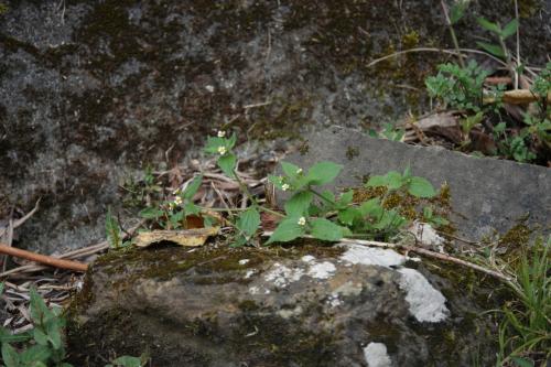 粗毛小米菊 粗毛小米菊