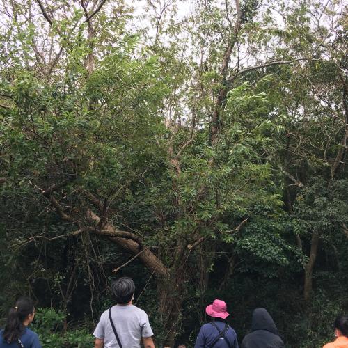 水社柳 水社柳