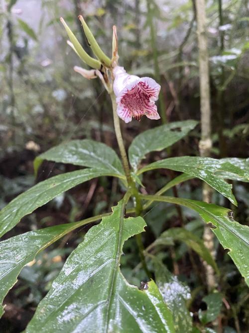 角桐草 角桐草