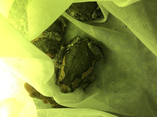 花狹口蛙 花狹口蛙