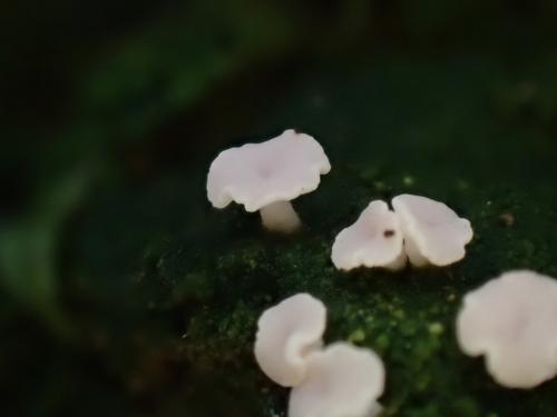 小羊角衣 小羊角衣