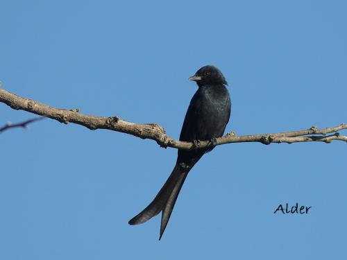 20090729_380326_Black_Drongo_DSC_2364.jpg