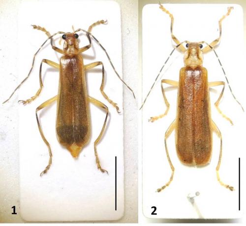 台灣狹胸菊虎 Stenothemus taiwanus Okushima & M. Satô, 1997