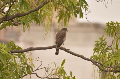 鳳頭蒼鷹(台灣亞種) 鳳頭蒼鷹(台灣亞種)