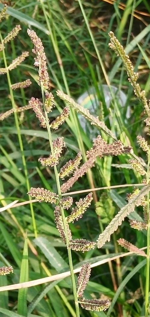 芒稷 (光頭稗)