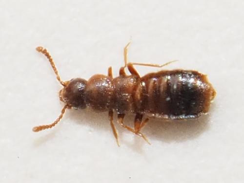 Leptusa-centralis-yushanensis Leptusa-centralis-yushanensis