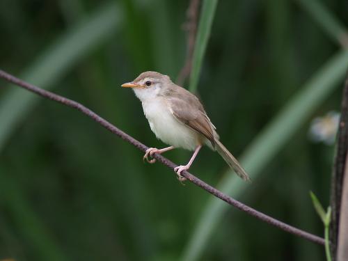 20090804_380316_Tawny-flanked_Prinia_P6101159.jpg