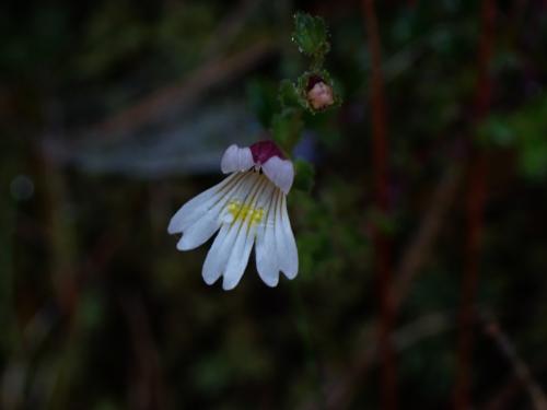 玉山小米草