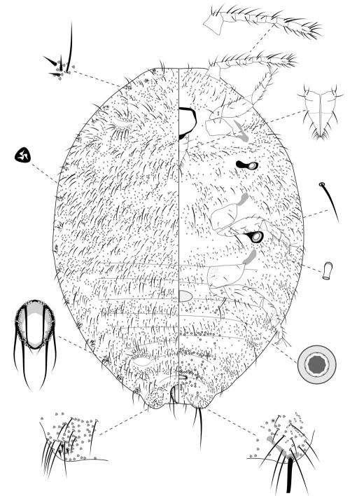 Formicococcus macarangae (Takahashi, 1940)