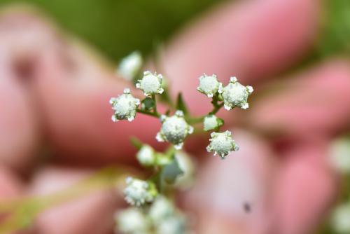 銀膠菊