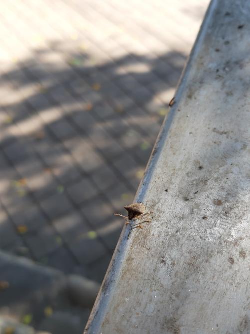 輝椿象 輝椿象