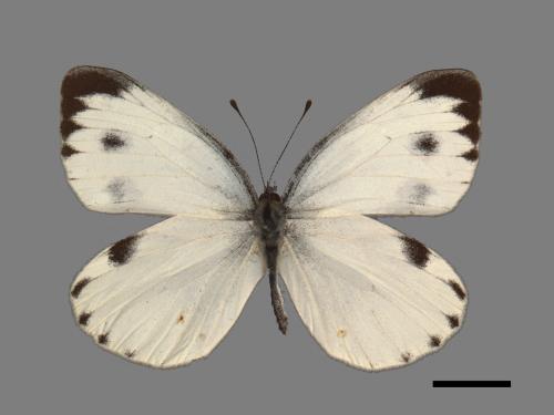 Pieris canidia[臺灣紋白蝶][00013900]