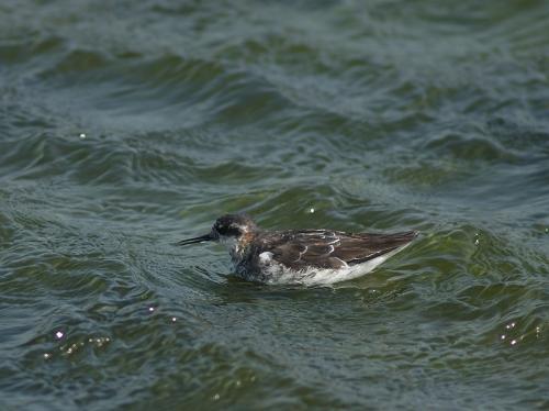 20090729_380240_Red-necked_Phalarope_P4233926.jpg