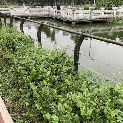 麻雀
