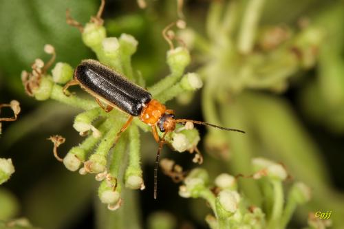 Rhagonycha micheli 米榭黑姬菊虎 Rhagonycha micheli 米榭黑姬菊虎
