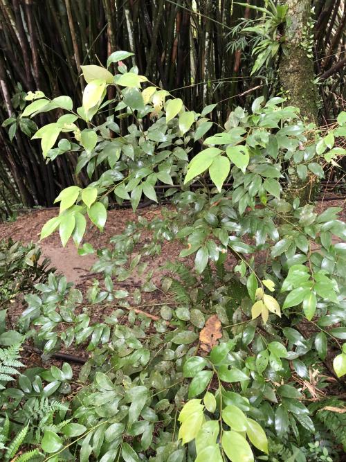 香葉樹