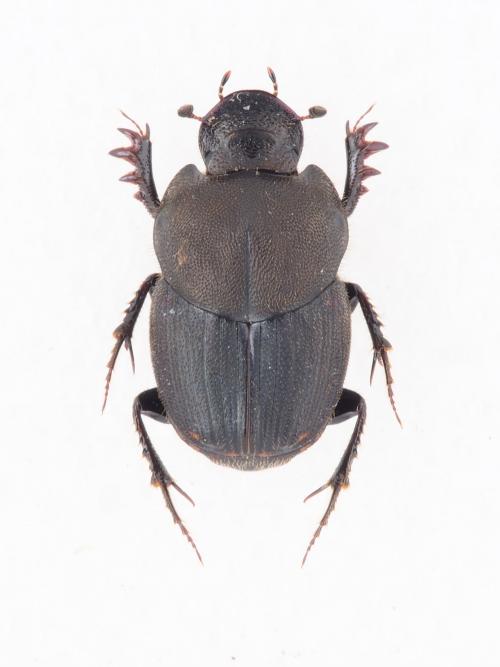 Onthophagus (Matashia) yubarinus Matsumura, 1937